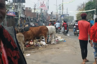 लखनऊ के हसनगंज में गंदगी और आवारा पशु