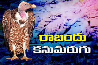 Vultures in telangana