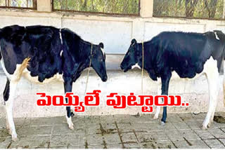 Karimnagar Dairy has adopted a policy of raising livestock with Gender determination semen