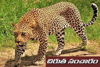 రాజేంద్రనగర్‌లో మరోసారి చిరుత కలకలం