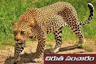 leopard commotion in rajendranagar