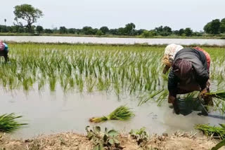 Thiruvarur farmers demanded the CM  to write off all the cooperative bank loans of the farmers