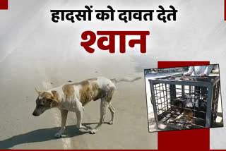 stray dogs in bhilwara, भीलवाड़ा में आवारा श्वान