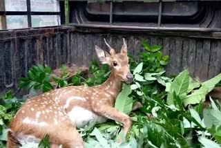 Deer injured due to dog bites in bastar