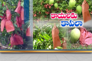 Start of mango yield at krishna district