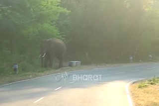 ஒகேனக்கல் காட்டுப் பகுதியில் சுற்றி வரும் ஒற்றை காட்டு யானை!