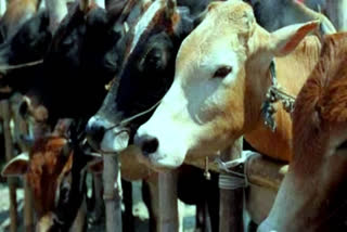 Police officer injured by cattle smugglers in Jammu  കന്നുകാലി കടത്തൽ  പൊലീസ്‌ ഉദ്യോഗസ്ഥന്‌ പരിക്ക്‌  cattle smugglers  Police officer injured  national news  ദേശിയ വാർത്ത