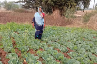 Green vegetables became the support of women's livelihood