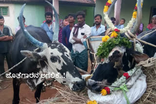 Beloved ox death from illness in Mandya