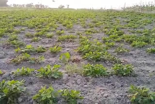 badam-cultivation-in-dhubri