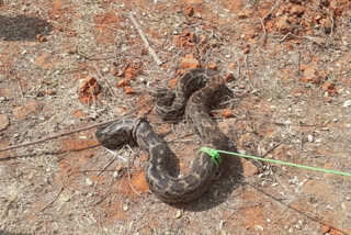 8 feet python found in Bagodar of giridih