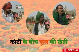 farmers cultivated flowers farms at ghazipur border