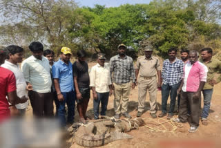 forest officers Captured a Crocodile in Pillar Pit in vikarabad district