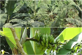 idukki farming news  farming in idukki news  plantain farm in idukki  idukki farmers news  ഇടുക്കി കൃഷി വാർത്തകൾ  ഇടുക്കിയിലെ കൃഷി  ഇടുക്കി വാഴ കൃഷി  ഇടുക്കി കർഷക വാർത്തകൾ  കദളിവാഴ വില