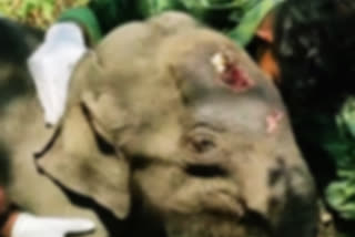 elephant calf dies of injury in nilgiris