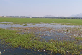 ಅನೈರ್ಮಲ್ಯತೆಯ ತಾಣವಾಗಿರುವ ಅಮಾನಿಕೆರೆ