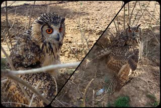 rare species of bird in rajasthan