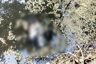body found from pond