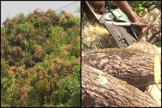 farmers-destroyed-mango-trees-in-haveri