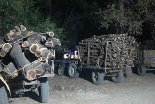 5 tractor-trolleys loaded with illegal wood seized in Ratlam