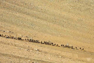 Indian and Chinese troops disengaging from Pangong lake