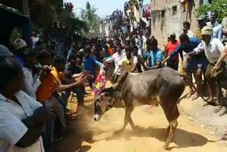 jallikattu going on today in vedurukuppam