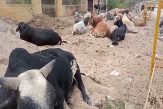 stray animals,  stray animals in dholpur