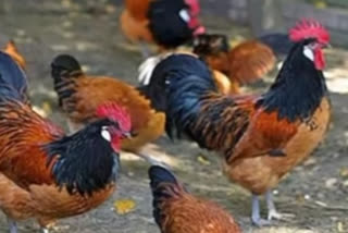 bird flu found in ucchal gujarat after navapur