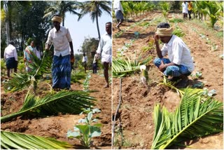 arecanut-trees-cut-down-by-unknown-peoples-in-chitradurga