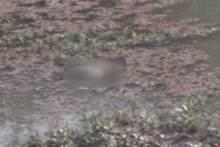 more than 100 turtles found dead in ramsar lake in etawah