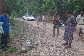 Leopard's corpse found