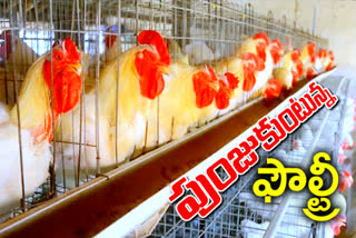 Poultry industry Booming in telanagana
