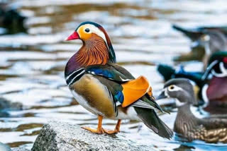 Rare Mandarin duck spotted in Assam