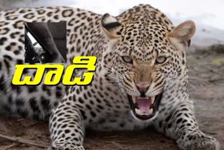 leopard attack on man at somarapeta in kamareddy district