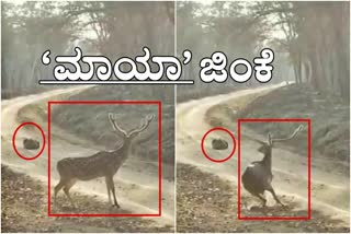 ಚೀತಾಗೆ ಚೆಳ್ಳೆಹಣ್ಣು ತಿನ್ನಿಸಿದ ಜಿಂಕೆ Deer ran by seeing Cheetha in Mysore