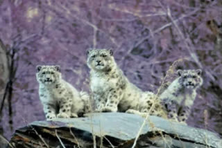 female-snow-leopard-spotted-with-her-two-cubs-in-lahul-spiti