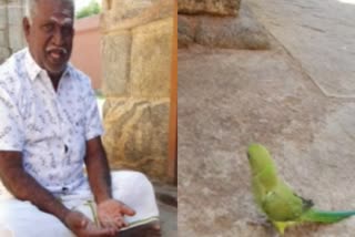Parrot video goes viral in Tirupur