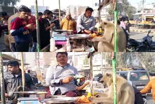 kachori  कचौड़ी  भरतपुर न्यूज  राजस्थान न्यूज  monkey comes to Eat kachori At Bharatpur  bharatpur news