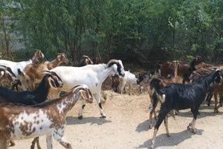 Sheeps are dying of various diseases at tumkur !