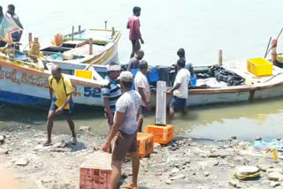Fishermen are interested in aila fishing off the coast of Nizampatnam Harbor in Guntur district