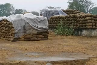 Paddy soaked in rain in Janjgir Champa