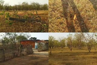 encroachment-has-become-a-problem-for-thousands-of-amla-trees-in-janjgir-district