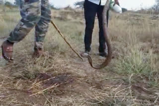 snake was found in a two-wheeler in Sangli