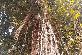 national heritage tree in barabanki