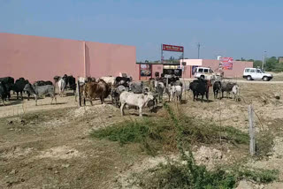 गोशालाओं में अन्ना गायों के नहीं है जगह