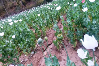 Campaign against poppy cultivation in Palamu