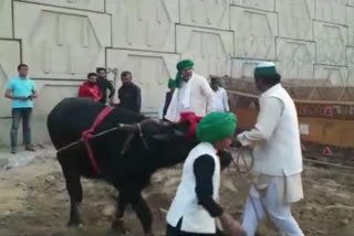 Rakesh Tikait farms at Ghazipur border  Farmers Protest  Farmers Stir  Rakesh Tikait ploughs land  ഗാസിപൂർ അതിർത്തിയിൽ കൃഷി ആരംഭിച്ച് രാകേഷ് ടിക്കായത്ത്  കർഷക പ്രതിഷേധം  കർഷക പ്രക്ഷോഭം  രാകേഷ് ടിക്കായത്ത് വാർത്ത