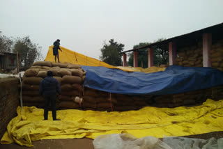 Paddy damage in rain