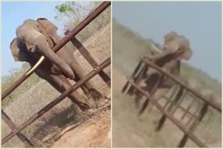 Elephant failed to cross train barrier