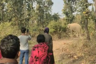 elephants killed a person in hazaribag